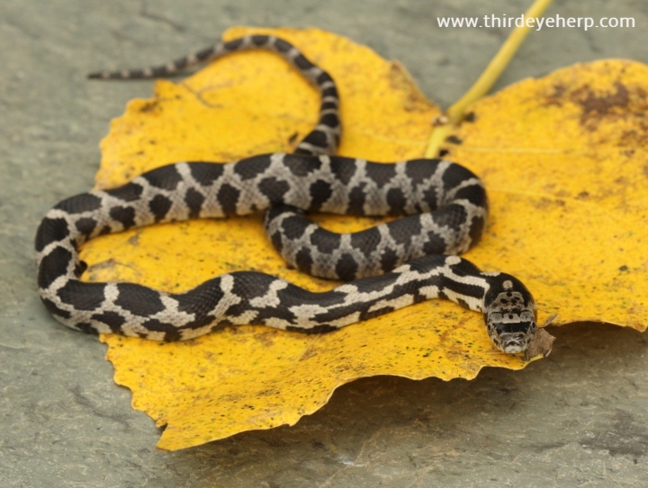 Black Rat Snake